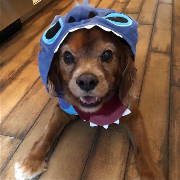 Why Do I Posh? Hello, I'm Kristin 💕🐾💕 - Picture 7 of 16